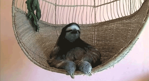 sloth-gif