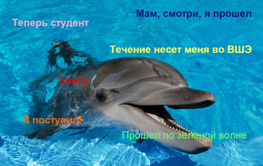 happy-dolphin